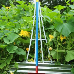 Garden trellis with lush squash plants.