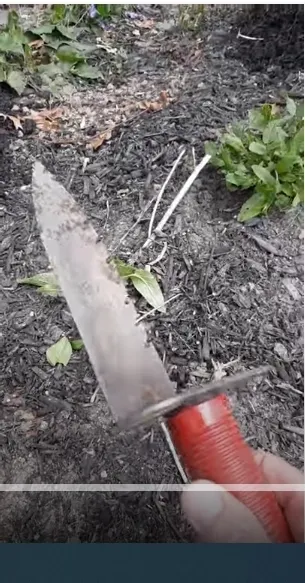 Red-handled dirty knife over garden mulch