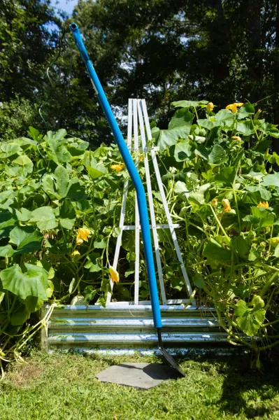 Raised bed with trellis and flowering vines